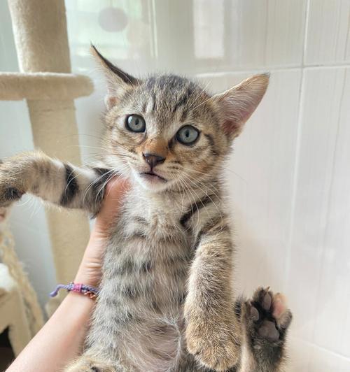 小猫咪的成长日记（一个月里小猫咪的变化与成长）