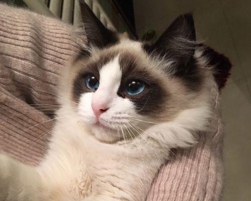 一月时间，布偶猫没有长毛的原因（探究宠物毛发生长周期中的秘密）
