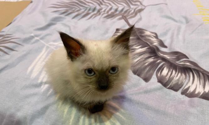 一个月的暹罗猫该如何选择猫粮（以宠物为主）