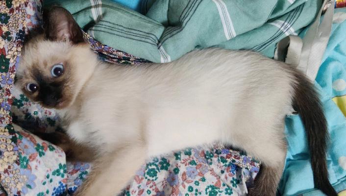 一个月的暹罗猫该如何选择猫粮（以宠物为主）