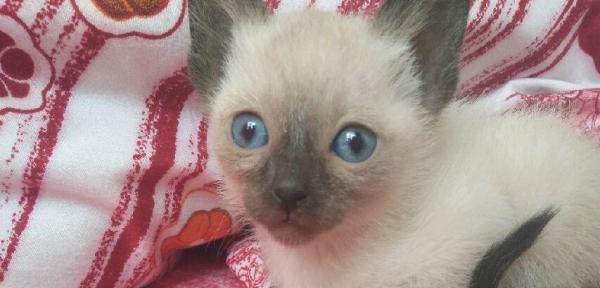 养暹罗猫的好处和注意事项（一个月的暹罗猫好养吗）