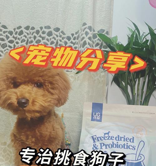 六个月大的狗狗挑食怎么办（宠物健康需求）