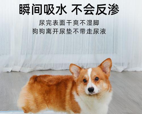 让你的猫咪养成好习惯（让你的猫咪养成好习惯）