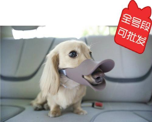 狗狗吐出褐色絮状物，该怎么办（教你如何正确处理狗狗吐出的不良物质）