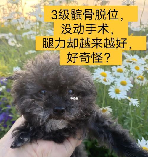 怎样处理狗狗脱臼（处理狗狗脱臼的正确方法）