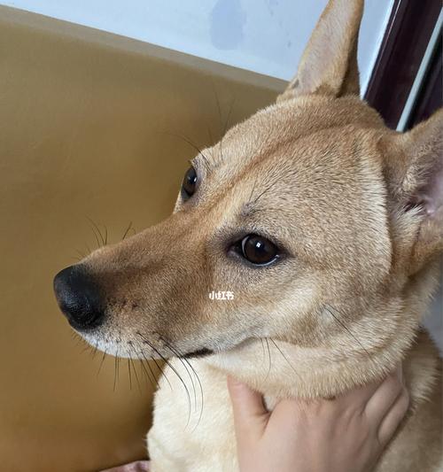 为什么狗狗晚上鼻子会发烫（探究狗狗鼻子发烫的原因和解决方法）