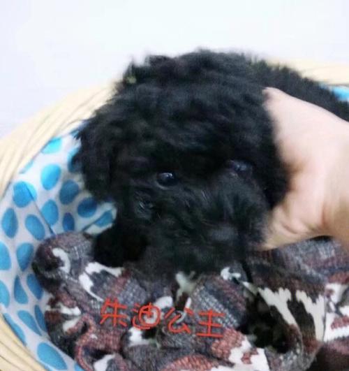 为什么要拉黑狗狗的便便（探索狗狗便便的奥秘）