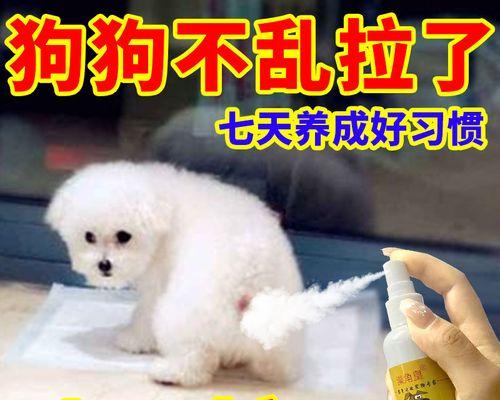 让宠物狗夏天轻松不烦恼，不拉尿的关键在哪里（如何保证狗狗夏天不难受？夏季养狗的注意事项）