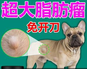 狗狗健康保障（以宠物为主）