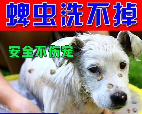 狗狗未驱虫的危害与防治（宠物主人须知）