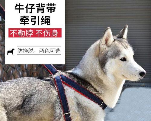 怎样解决狗狗乱拉的问题（让你和狗狗一起过舒适的生活）