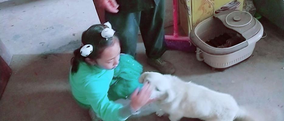 与宠物共成长（以狗狗为例）