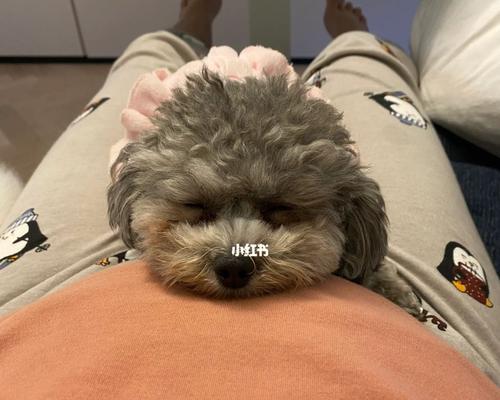 狗狗孕吐该如何照顾（了解原因与营养调整）