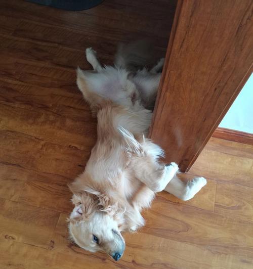 宠物狗的睡眠习惯