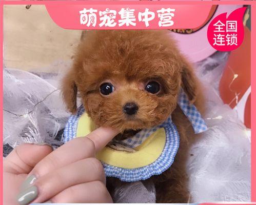 如何训练狗狗站立（掌握这些技巧让你的宠物变得更听话）