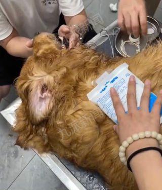 宠物中暑应急指南（如何避免狗狗中暑呕吐）