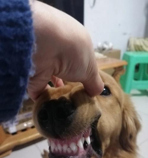 狗狗口裂伤——宠物主人应该知道的注意事项（宠物的安全保障与主人的责任——以狗狗口裂伤为例）