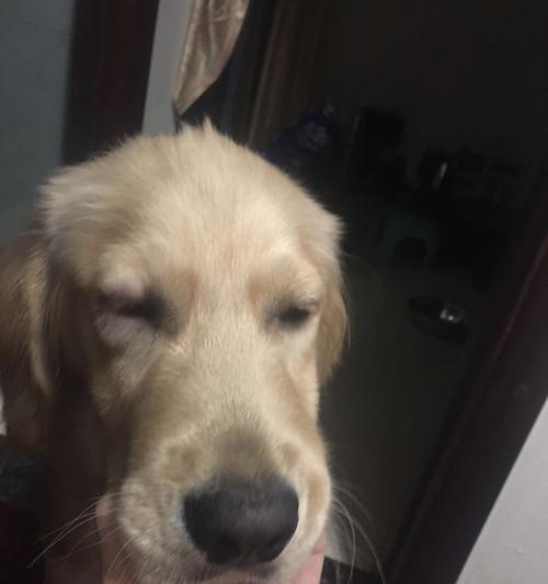 教你正确处理狗狗嘴肿，让宠物健康快乐（宠物主人必备）