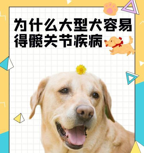 狗狗髋关节增生及预防措施（宠物健康）