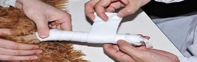 狗骨折怎么办（以狗骨折吃什么好为例）