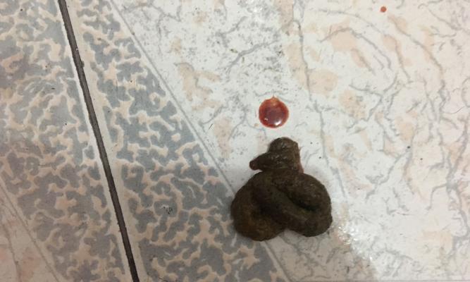 如何治疗狗拉血（探究宠物拉血的原因及药物治疗方式）