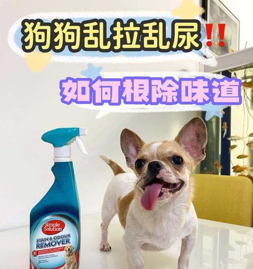狗犬上吐下泻怎么办（探索适合宠物的安全药品）