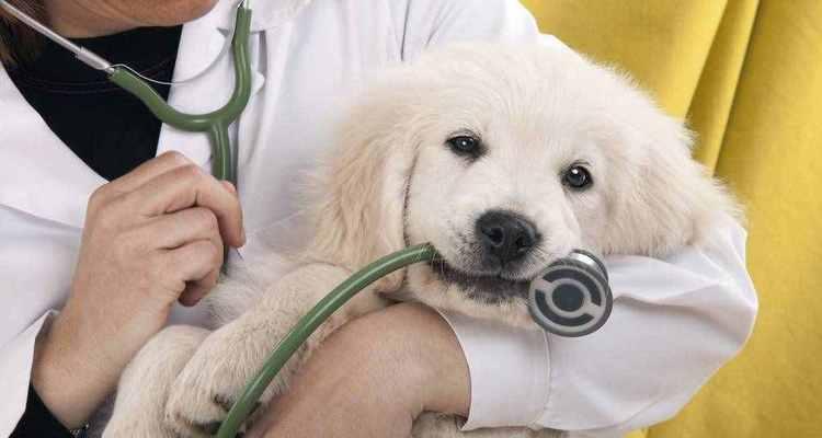 狗犬上吐下泻怎么办（探索适合宠物的安全药品）