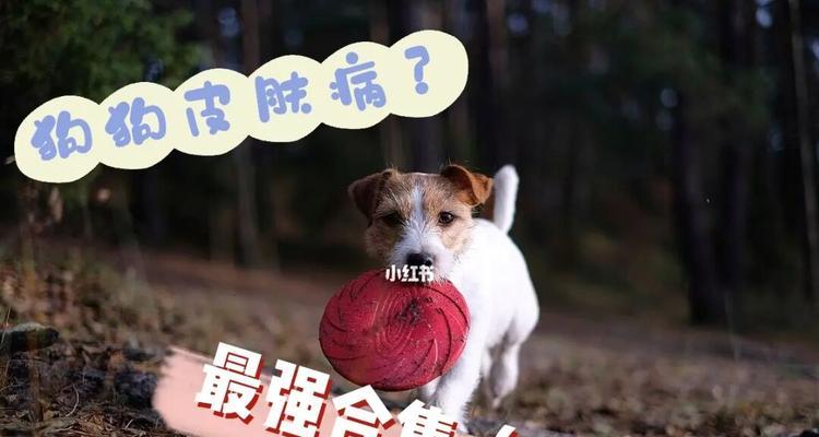 狗身上的疱疹——如何预防和治疗（了解狗的疱疹类型及其危害）
