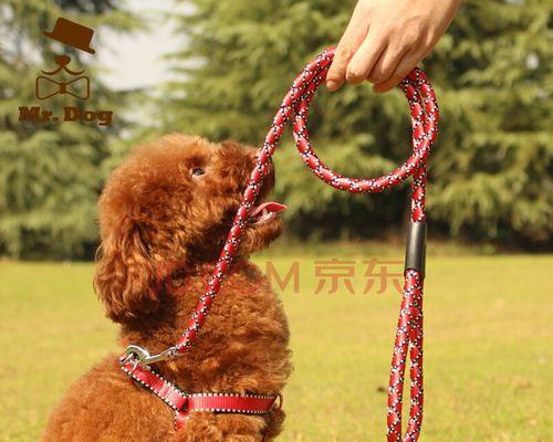 如何选择最适合宠物的狗绳（狗绳材质）