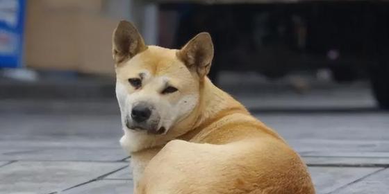 狗天生害怕什么（了解狗对恐惧的敏感程度及如何帮助它们克服恐惧）