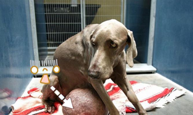 狗肿瘤全面了解（犬类恶性肿瘤的症状）