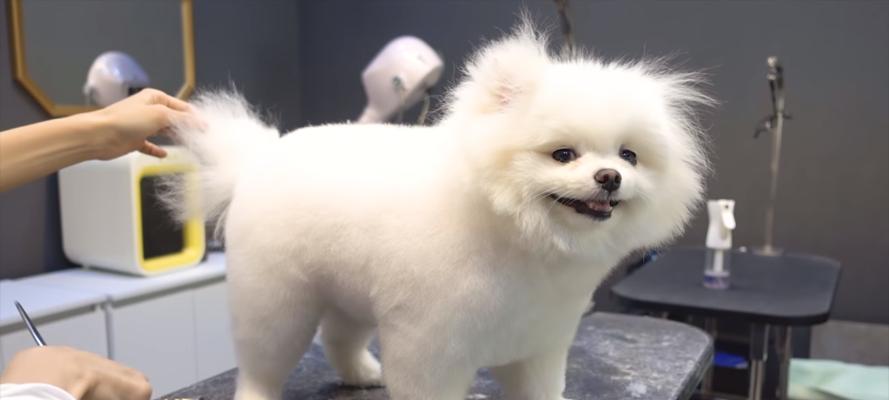 MyCleverCanineCompanion（TheJoyofOwningaSmartandLoyalPet）