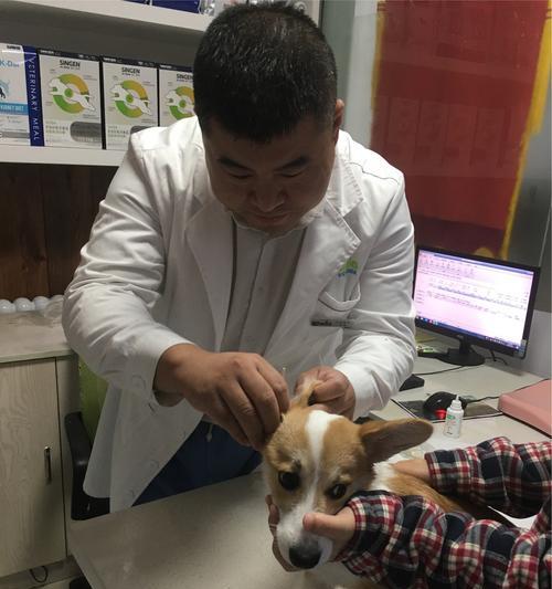 哈尔滨宠物寄养（以哈尔滨狗狗寄养为主题）