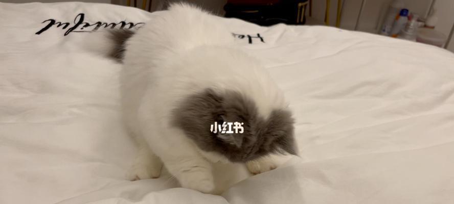 猫咪失眠（宠物不睡觉的原因和解决方法）