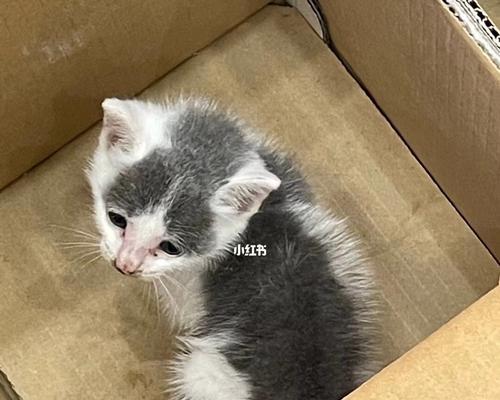 捡到小猫咪，我的宠物之路（从无人问津到温暖的家庭）