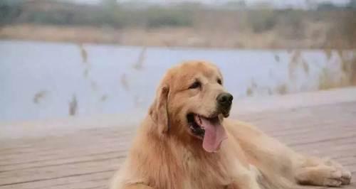 为什么金毛犬是最受欢迎的宠物（为什么金毛犬是最受欢迎的宠物）