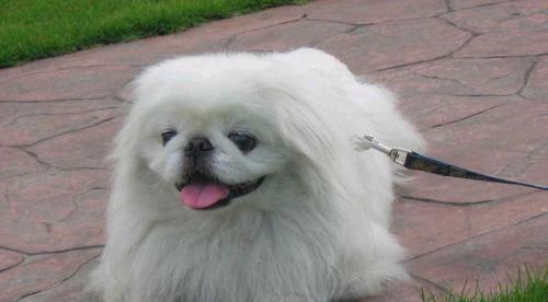 京巴犬的特点与魅力（探寻京巴犬独特的个性和外貌特征）