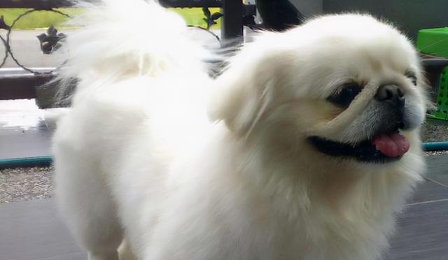 京巴犬的喜好与养护（了解京巴犬的喜好）