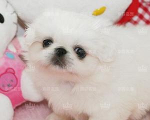 京巴犬的喜好与养护（了解京巴犬的喜好）