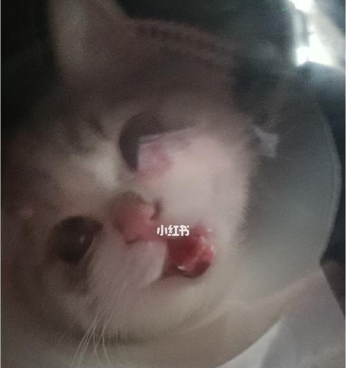 与猫咪亲嘴，你需要知道的事情（深入了解宠物猫咪亲嘴的习惯和注意事项）