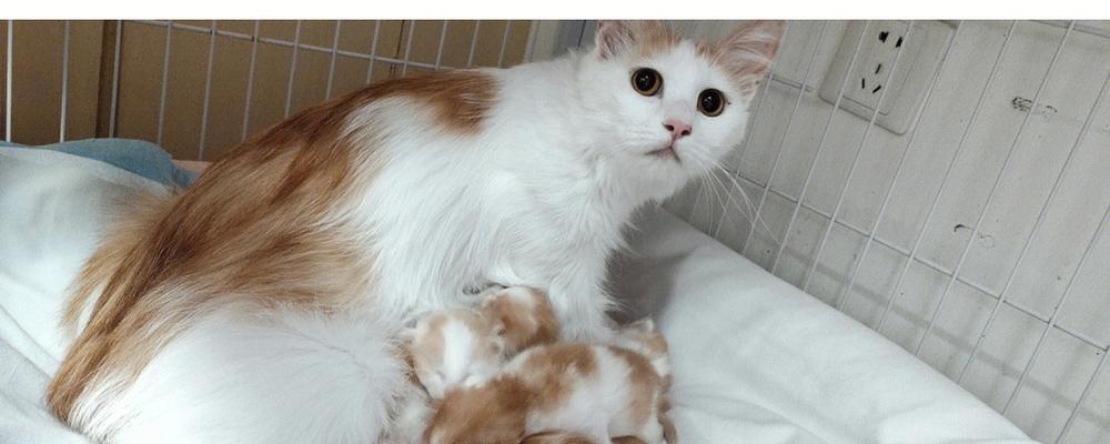 如何领养小猫（寻找适合自己的宠物伴侣）