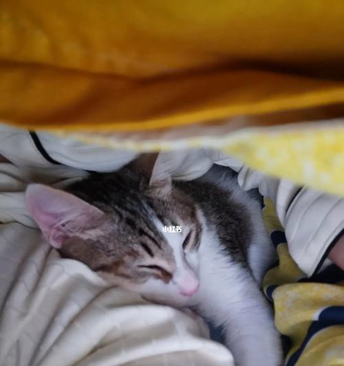 快死的猫如何保证饮食健康（以宠物为主）