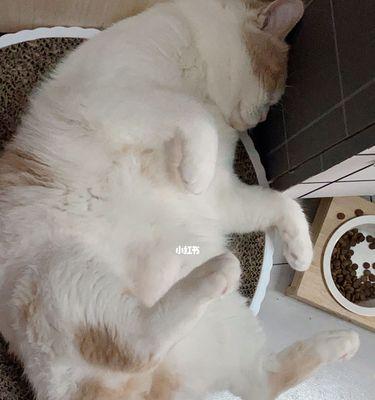 快死的猫如何保证饮食健康（以宠物为主）