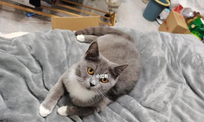 如何让你的小猫在寒冷的两个月里保持温暖（掌握这些宠物保暖技巧）