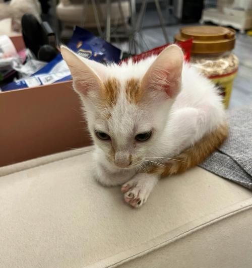 如何让你的小猫在寒冷的两个月里保持温暖（掌握这些宠物保暖技巧）
