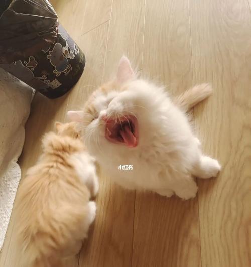 如何让你的小猫在寒冷的两个月里保持温暖（掌握这些宠物保暖技巧）