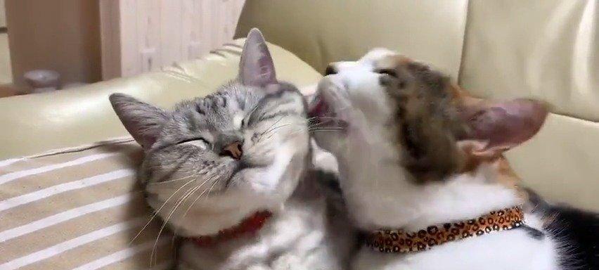 猫咪疯玩记（两只萌宠的欢乐时光）