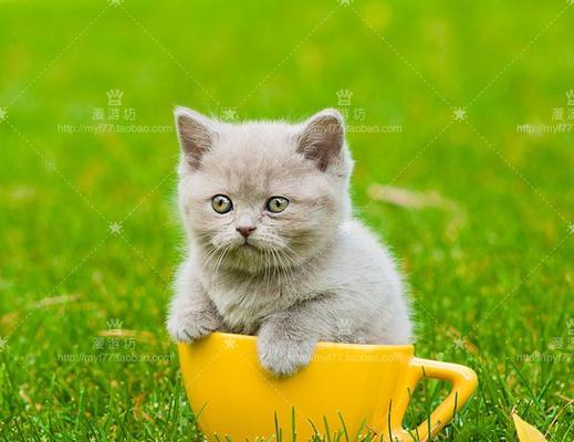 小猫两周成长之路（以体重为指标）