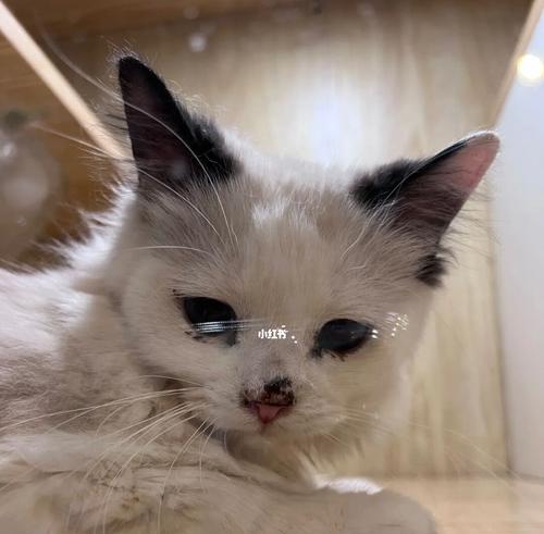 猫咪防流感必知（了解流感病毒）