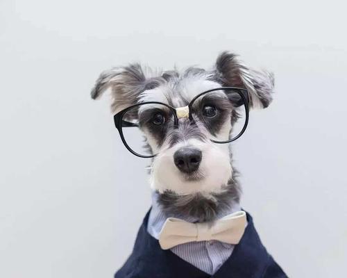 如何选择适合自己的宠物犬（一步步教你如何挑选最合适的犬类）